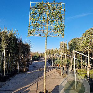 Photinia fraseri 'Red Robin' 200 cm stam container leiboom