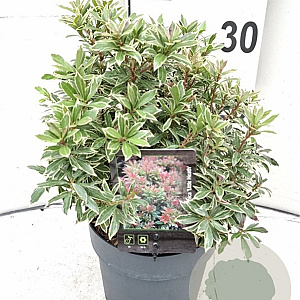 Pieris jap. 'Little Heath' 25-30 cm 2,0L