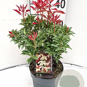 Pieris jap. 'Mountain Fire' 30-40 cm 2,0L