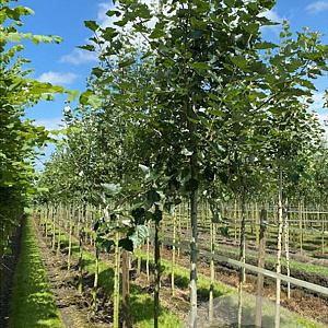 Populus alba 12-14 HO container