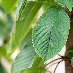 Prunus a. 'Bigarreau Burlat' 6-8 HO wortelgoed