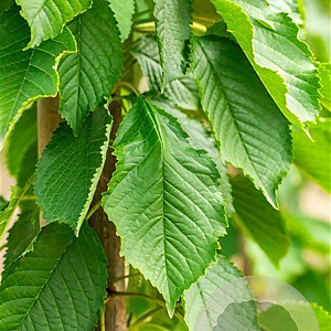 Prunus a. 'Hedelf. Riesenkirsche' 8-10 HA wortelgoed