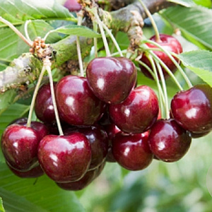 Prunus a. 'Lapins' struik wortelgoed