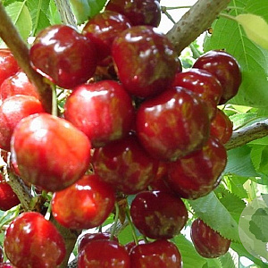 Prunus a. 'Pater van Mansfeld' 10-12 HO wortelgoed