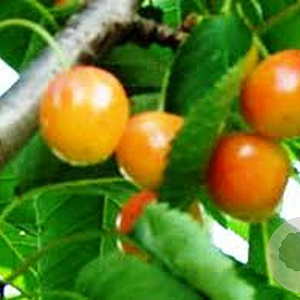 Prunus a. 'Udense Spaanse' struik wortelgoed