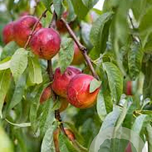 Prunus a. 'Venus' 8-10 HO wortelgoed