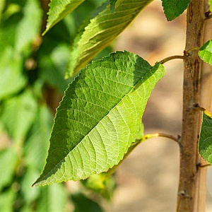 Prunus a. 'Varikse Zwarte' 8-10 HA wortelgoed