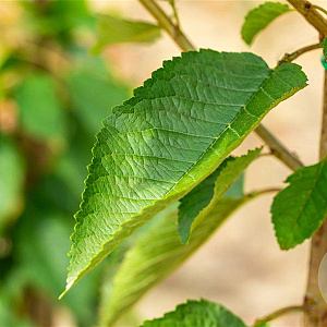 Prunus a. 'Varikse Zwarte' 8-10 HO wortelgoed