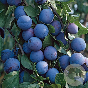 Prunus d. 'Bühler Frühzwetsche' halfstam wortelgoed