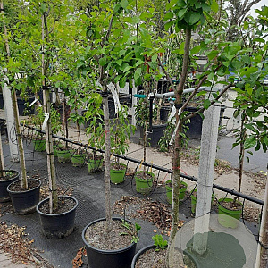 Prunus d. 'Reine Claude d'Oullins' 10-12 HA container