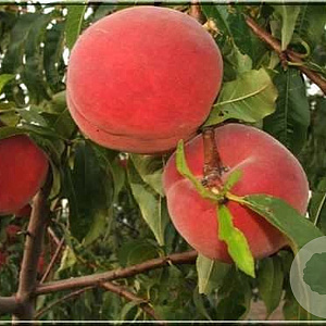 Prunus persica 'Inka' struik wortelgoed