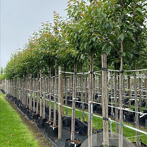 Prunus ser. 'Kanzan' 12-14 HO container
