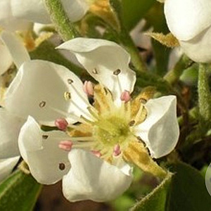 Pyrus c. 'Beurré Alexandre Lucas' 6-8 HO wortelgoed