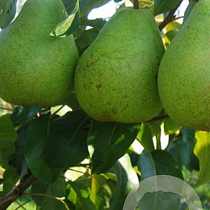 Pyrus c. 'Beurré Alexandre Lucas' 6-8 HO wortelgoed