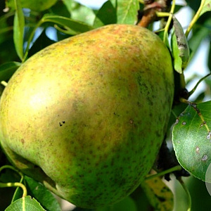 Pyrus c. 'Beurré Alexandre Lucas' 6-8 HO wortelgoed