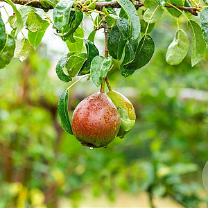 Pyrus c. 'Bonne Louise d'Avranches' 8-10 HO wortelgoed