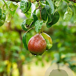Pyrus c. 'Bonne Louise d'Avranches' 8-10 HO wortelgoed