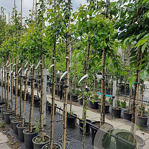 Pyrus c. 'Conference' 6-8 HO container