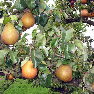 Pyrus c. 'Beurré Hardy' 6-8 HO wortelgoed