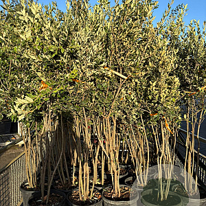 Quercus ilex 150-175 cm cont. 65L