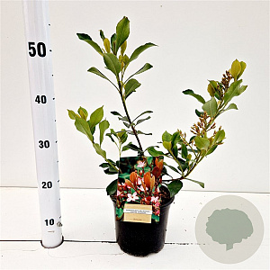 Rhaphiolepis del. Coates Crimson 20-30 cm 2,0L