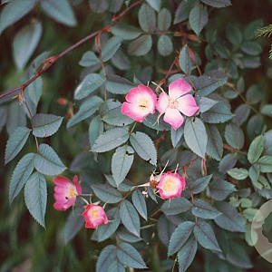 Rosa glauca 40-60 cm wortelgoed 2-jarig verplante zaailin