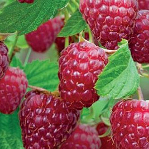 Rubus idaeus 'Schönemann' 60-80 cm 20L