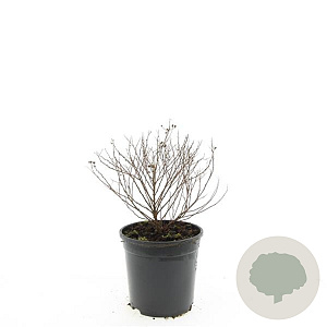 Spiraea jap. 'Little Princess' GM 1.5
