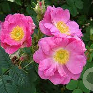 Rosa rubiginosa 60-100 cm wortelgoed 2-jarig verplante zaailin 3 tak