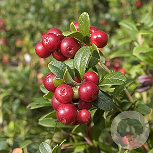 Vaccinium macrocarpon 'Pilgrim' GM 2,0L