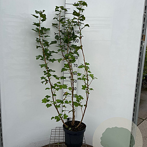 Ribes sanguineum 125-150 cm 7,5L