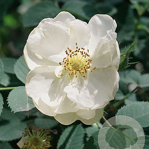 Rosa rugosa 'Alba' 40-60 cm wortelgoed 2-jarig verplante zaailin 2-3 tak