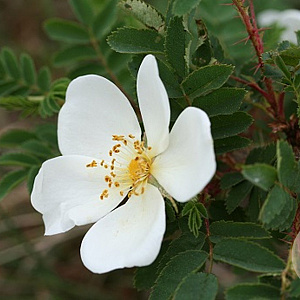 Rosa pimpinellifolia 50-80 cm wortelgoed 2-jarig verplante zaailin 2-3 tak
