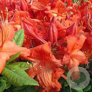 Rhododendron (AK) 'Hotspur Red' 50-60 cm 10L
