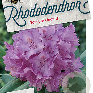 Rhododendron 'Roseum Elegans' 80-100 cm cont. 80L