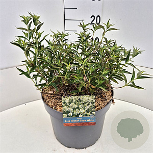 Buddleja Flutterby Pet. Snow White 25-30 cm 10L