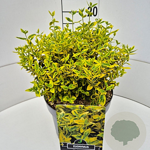 Euonymus fort. 'Emerald 'n' Gold' 30 cm 10L
