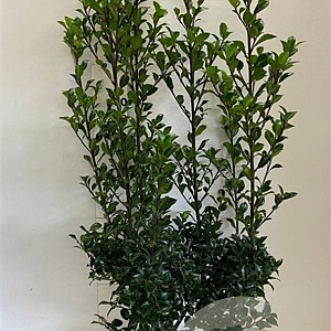 Ilex meserv. 'Heckenstar' 80-100 cm met kluit