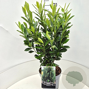 Prunus l. Elly 60-80 cm 10L
