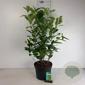 Prunus I. 'Rotundifolia' 60-80 cm 10L