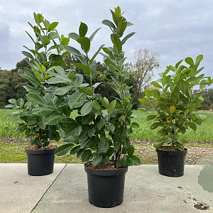 Prunus I. 'Rotundifolia' 60-80 cm 10L