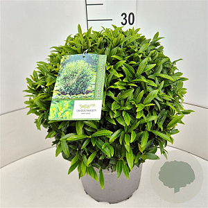 Prunus l. Sofia 30-35 cm 10L bol