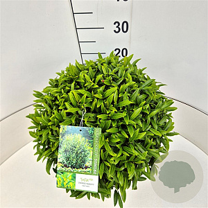 Prunus l. Sofia 30-35 cm 10L bol