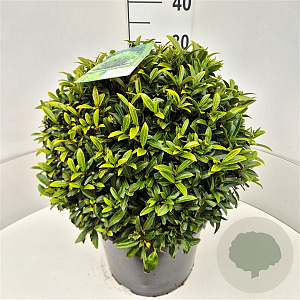 Prunus l. Sofia 40-45 cm 15L bol