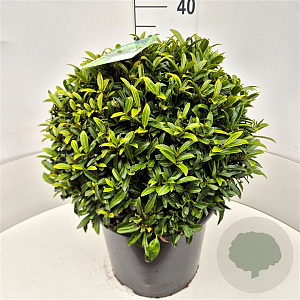 Prunus l. Sofia 40-45 cm 15L bol