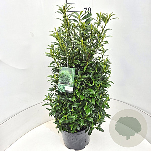 Prunus l. Sofia 60-80 cm 10L