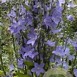 Campanula pyramidalis GM P9