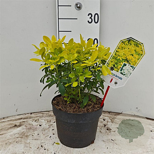Choisya t. Sundance 25-30 cm 3,5L