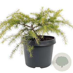 Cedrus deod. 'Golden Horizon' 25-30 cm 3,5L