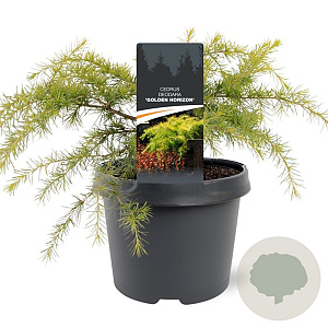 Cedrus deod. 'Golden Horizon' 25-30 cm 3,5L